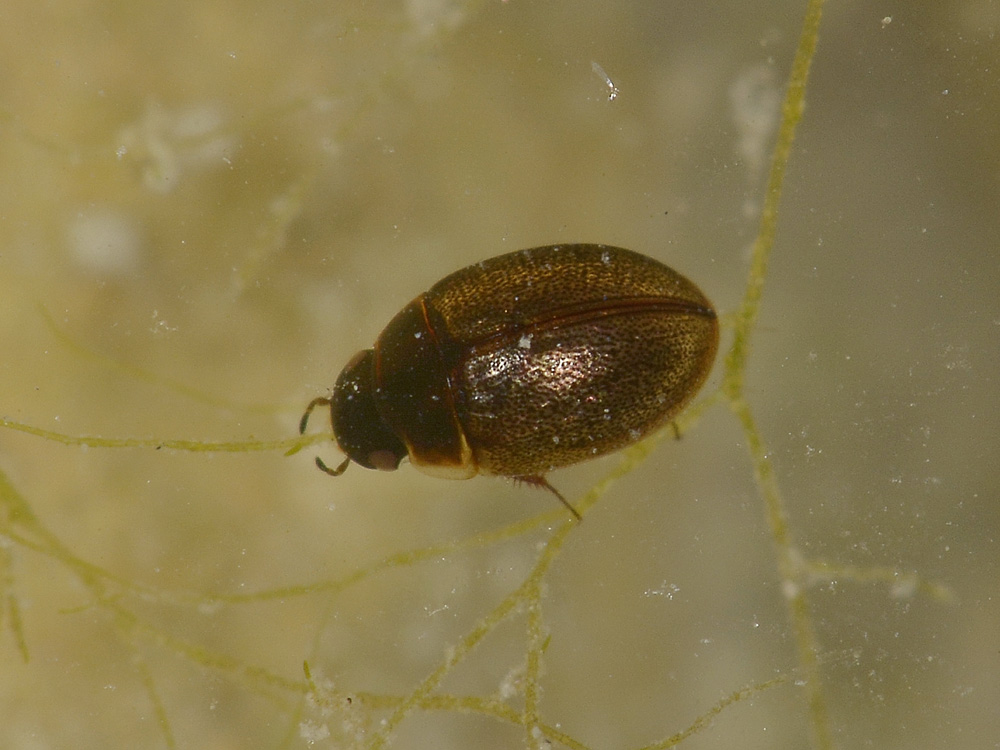 Laccobius sp. (Hydrophilidae)